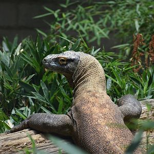 Komodo Dragon