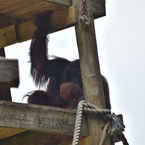Sumatran Orangutan