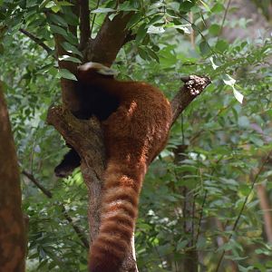 Red Panda Lounging