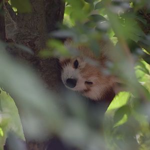Red Panda