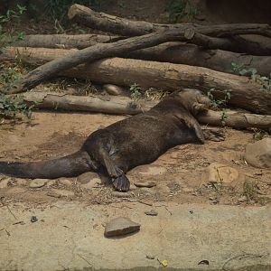 Sleepy Giant Otter