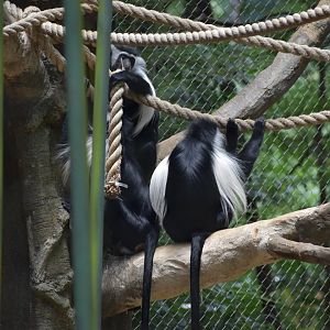 Angolan Colobus