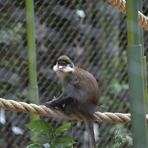 Schmidt's Guenon