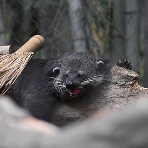 Binturong Waking Up
