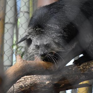 Binturong