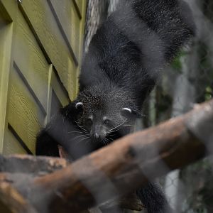 Binturong Feeding Time