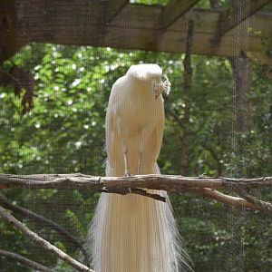 Leucistic Peacock