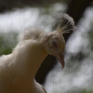 Leucistic Peacock Close-up