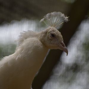 Leucistic Peacock Headshot