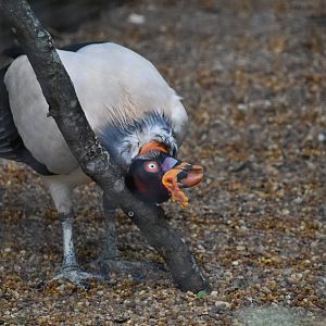 King Vulture
