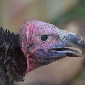 Lappet-faced Vulture