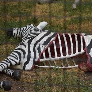 Zebra Carcass Enrichment