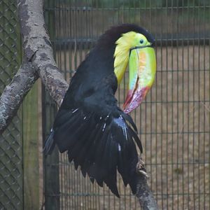 Keel-billed Toucan