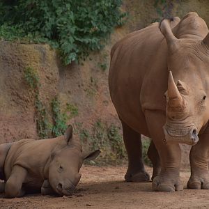 Zuri the Baby Rhino