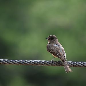 Wild Eastern Phoebe