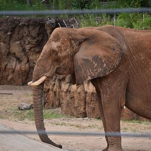 African Elephant