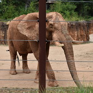 African Elephant Reach