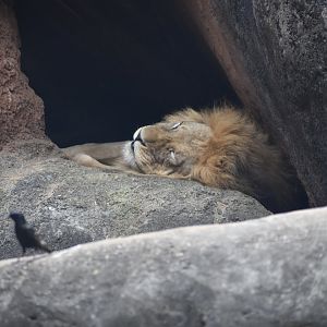 Sleepy African Lion