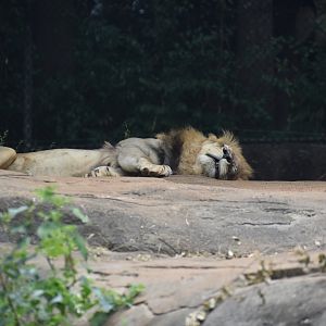 African Lion