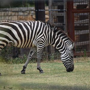 Plains Zebra