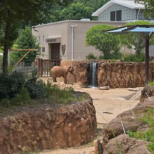 African Elephant Enrichment