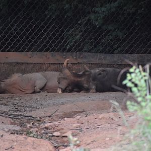 Sleepy Warthogs
