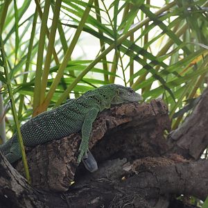 Emerald Tree Monitor