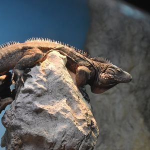 Clouded Rock Iguana