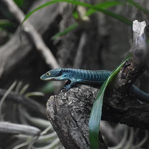 Mexican Alligator Lizard