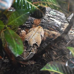 Gaboon Viper