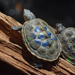Diamondback Terrapin