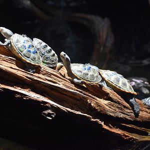 Diamondback Terrapins
