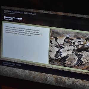 Timber Rattlesnake Signage
