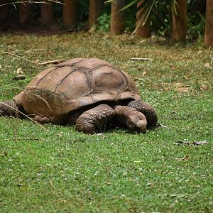 Aldabra Giant Tortoise