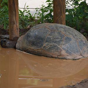 Aldabra Giant Tortoise Mudbath