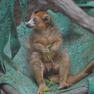 Crowned Lemur