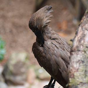 Hammerkop Preening