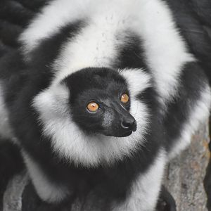 Black-and-White Ruffed Lemur