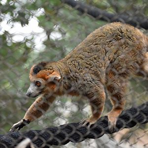 Crowned Lemur Walk