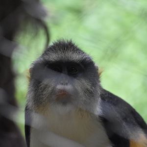 Wolf's Guenon