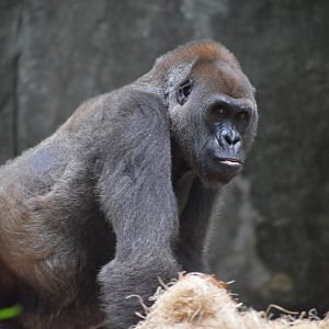 Western Lowland Gorilla