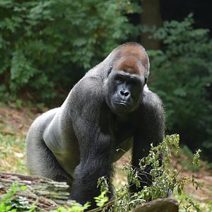 Male Western Lowland Gorilla