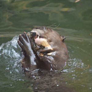 Giant River Otter