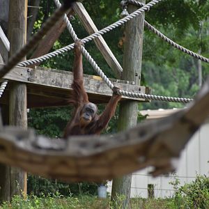 Bornean Orangutan