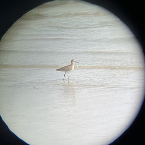 Willet
