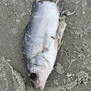 White Perch