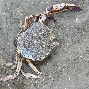 Lady Crab