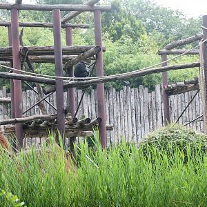 Chimpanzee exhibit