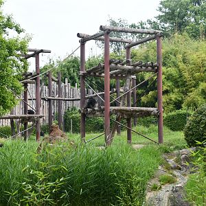 Chimpanzee exhibit