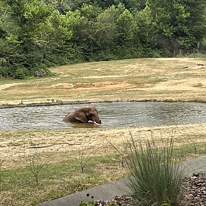 Batir beating the heat